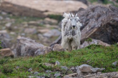 Dağ Keçisi vahşi, ulusal park, Jasper, Kanada