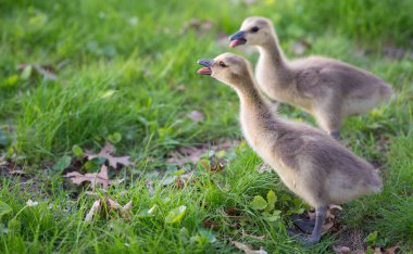 Vahşi doğada homurdanmak