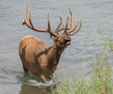 Vahşi doğada boğa geyiği