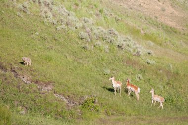 Yellowstone 'da çakal ve proghorn