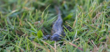 Vahşi doğada kaplan semenderi