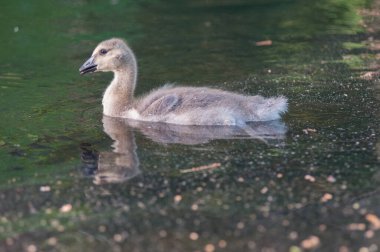 Vahşi doğada homurdanmak