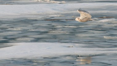 Uzun kulaklı baykuş vahşi doğada 
