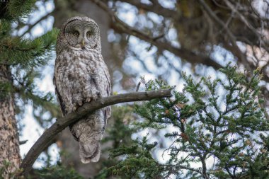 Büyük gri baykuş vahşi doğada, alberta, Kanada