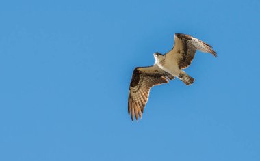 Osprey vahşi doğada