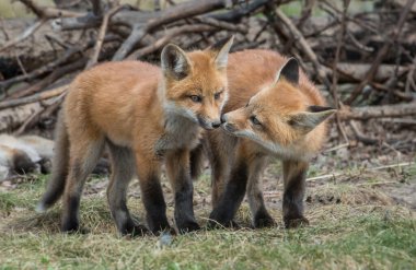 Kızıl tilki vahşi doğada