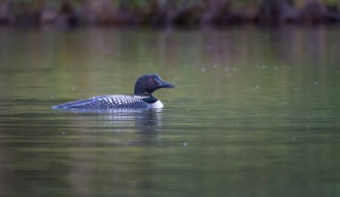 Kanadalı deli doğada