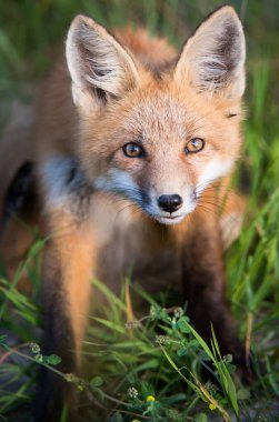 Parktaki çimlerde sevimli kırmızı tilkiler