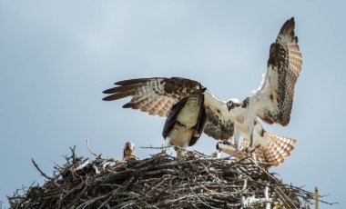 Osprey yuvasına yiyecek getiriyor.