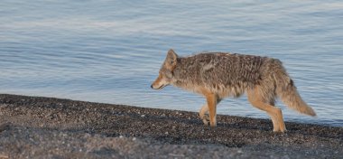 Vahşi doğadaki çakal.