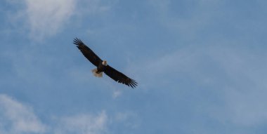 Vahşi doğada kel kartal