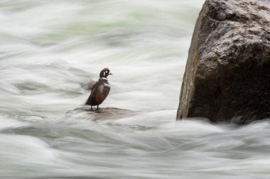 Palyaço ördeği vahşi doğada