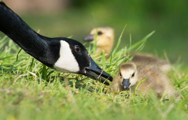 Kanada kazı doğada