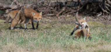 Vahşi doğada çimlerin üzerinde sevimli kızıl tilkiler