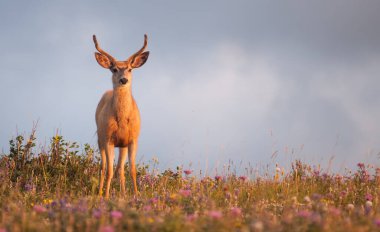 Vahşi doğada geyik