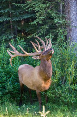 Vahşi doğada boğa geyiği