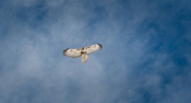 Vahşi doğadaki şahin 