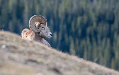 Koca boynuzlu koçlar vahşi doğada