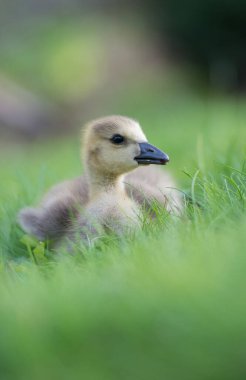 Vahşi doğada homurdanmak