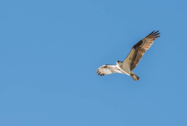 Osprey vahşi doğada