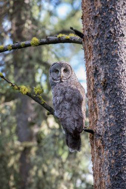 Büyük gri baykuş vahşi doğada, alberta, Kanada