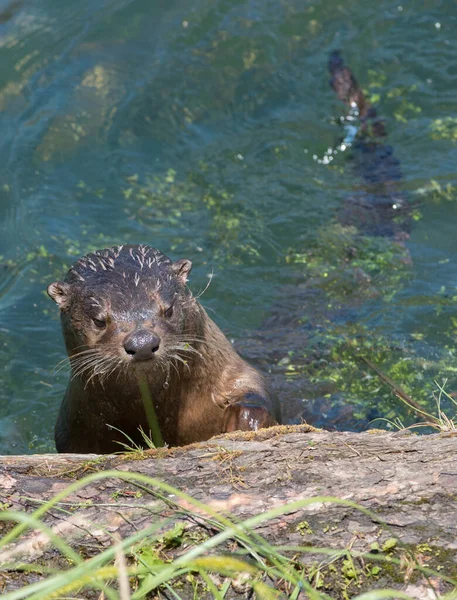 Loutres Rivière Dans Nature Sauvage — Photo