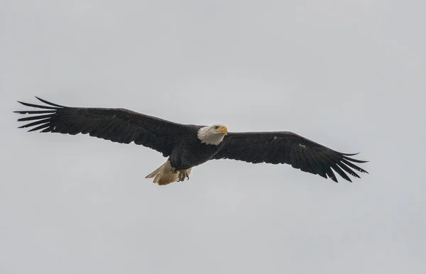 Wilden Weißkopfseeadler — Stockfoto