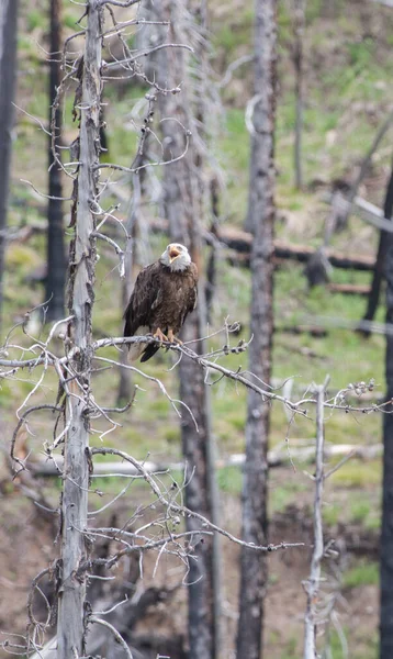 Φαλακρός Αετός Στην Άγρια Φύση — Φωτογραφία Αρχείου
