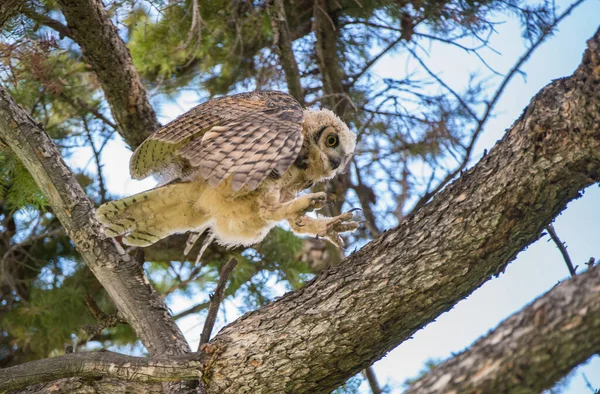 野生のフクロウの大角 — ストック写真