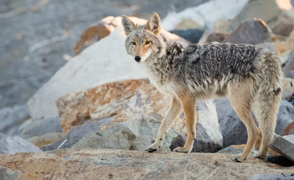 Coyote Naturaleza —  Fotos de Stock