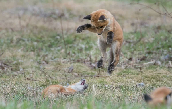 野生の自然の中で草の上にかわいい赤いキツネ — ストック写真