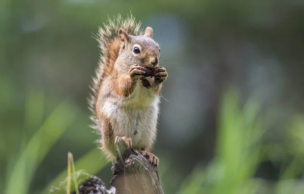 Écureuil Roux Dans Nature — Photo