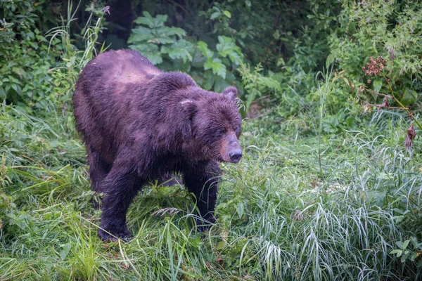 Grizzly Medve Vadonban — Stock Fotó