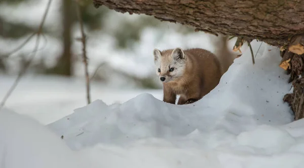 Martora Pino Che Cammina Sulla Neve Nel Banff National Park — Foto Stock