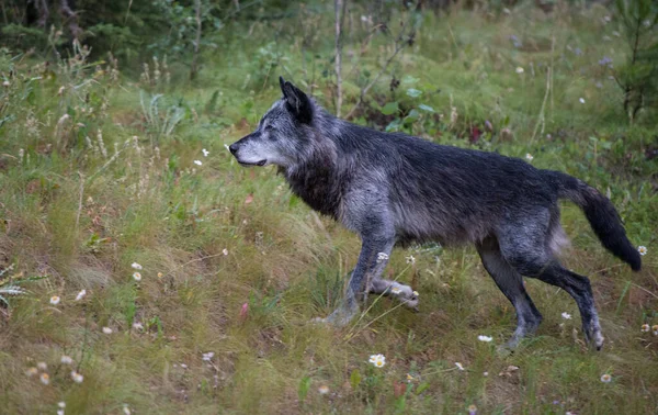 Μαύρος Λύκος Στην Άγρια Φύση — Φωτογραφία Αρχείου