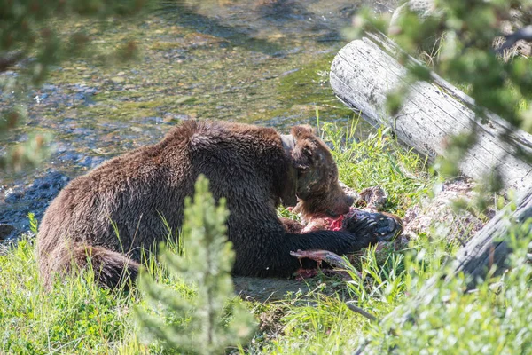 Medvěd Grizzly Divoké Přírodě Yellowstonský Národní Park — Stock fotografie