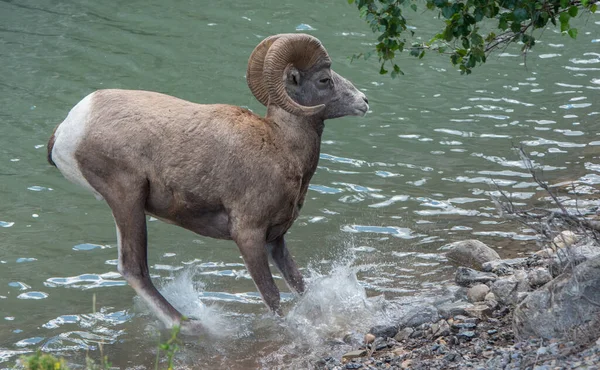 野生のビッグホーンの羊 — ストック写真