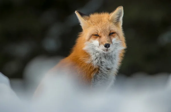 Volpe Rossa Natura — Foto Stock