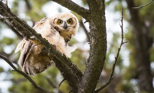 Great Horned Owl Wild Nature — Stock Photo, Image