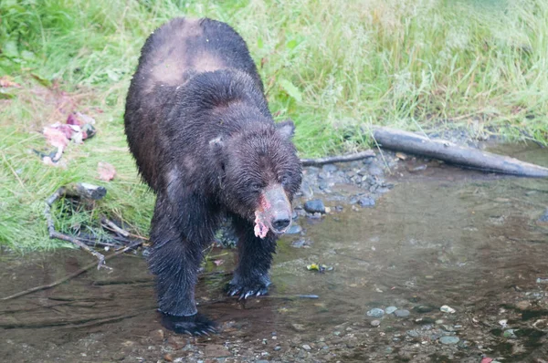 Medvěd Grizzly Divočině — Stock fotografie