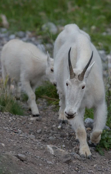 Cabras Montanha Mãe Bebê Selvagem Parque Nacional Jaspe Canadá — Fotografia de Stock