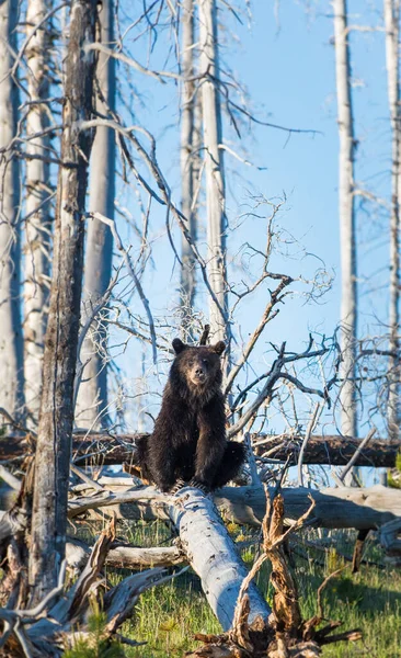 Urso Grizly Natureza — Fotografia de Stock
