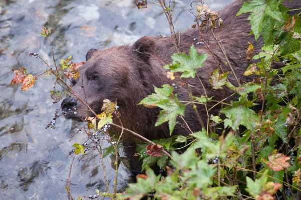 Medvěd Grizzly Divočině — Stock fotografie