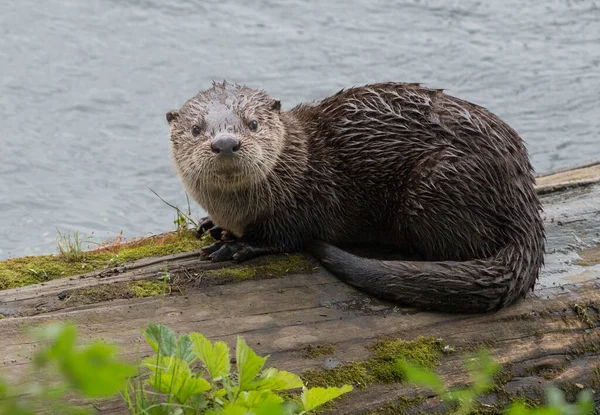 Close Rivier Otter Wilde Natuur — Stockfoto