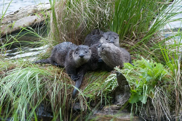 Close Wilde Otters Natuur — Stockfoto