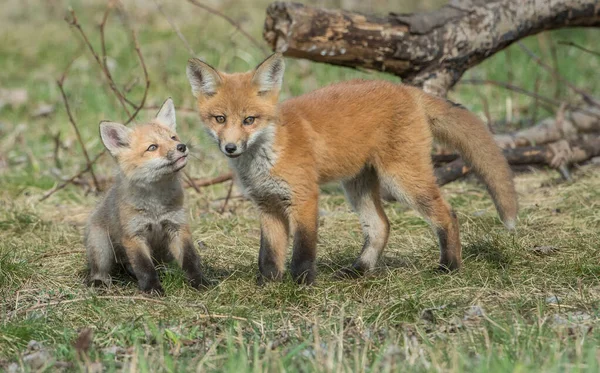 野生の自然の中で草の上にかわいい赤いキツネ — ストック写真