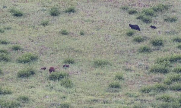 Urso Negro Natureza — Fotografia de Stock