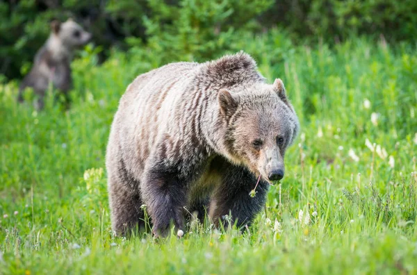 Grizly Ours Dans Nature — Photo