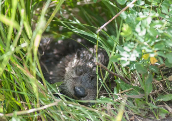 Loutres Sauvages Dans Nature Sauvage — Photo