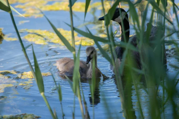 Canada Geese Wild — Stock Photo, Image